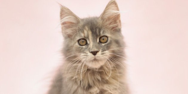 Gatto