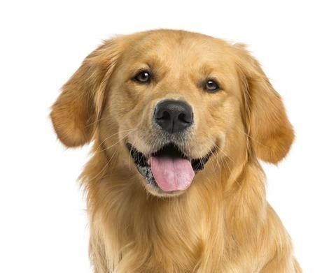 Cane